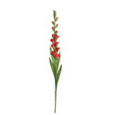 Gladiolus Flower Stem