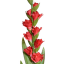 Gladiolus Flower Stem