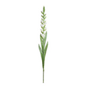 Gladiolus Flower Stem