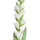 Gladiolus Flower Stem