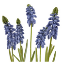 Grape Hyacinth Spray