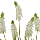 Grape Hyacinth Spray