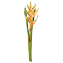 Heliconia Branch