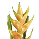 Heliconia Branch