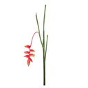 Heliconia Stem