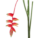 Heliconia Stem