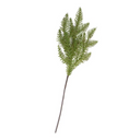 Helleborus Stem