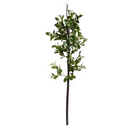 Holly Branch with White Berries