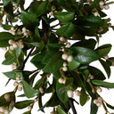 Holly Branch with White Berries
