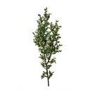 Holly Branch with White Berries