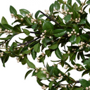 Holly Branch with White Berries