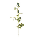 Holly Branch