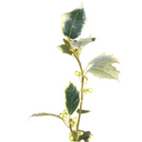 Holly Branch