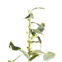 Holly Branch