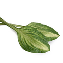 Hosta Leaf