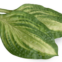 Hosta Leaf