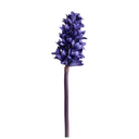 Hyacinth Stem