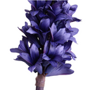 Hyacinth Stem