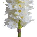 Hyacinth Stem