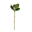 Hydrangea Bud Stem with Leaf