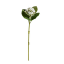 Hydrangea Bud Stem with Leaf