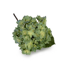 Hydrangea Flower Stem