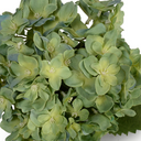 Hydrangea Flower Stem