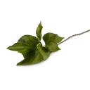 Hydrangea Leaf Stem