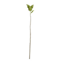 Hydrangea Leaf Stem