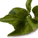 Hydrangea Leaf Stem