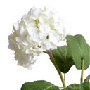 Hydrangea Spray