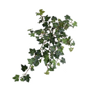 Ivy spray