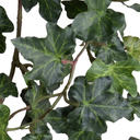 Ivy spray