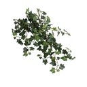 Ivy spray