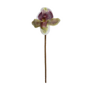 Lady's Slipper Orchid stem