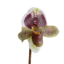 Lady's Slipper Orchid stem