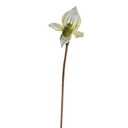 Lady's Slipper Orchid Stem
