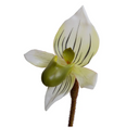 Lady's Slipper Orchid Stem