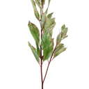 Laurel Leaf Spray