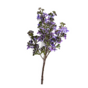 Lilac Branch