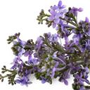 Lilac Branch