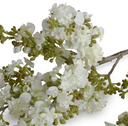 Lilac Branch