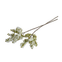 Lilac Branch