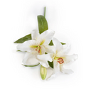 Lily Rubrum Stem