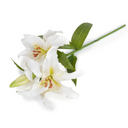 Lily Rubrum Stem