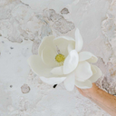 Magnolia Bloom