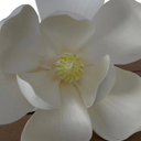 Magnolia Bloom