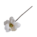 Magnolia Blossom stem