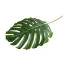 Monstera Leaf branch