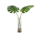 Monstera Leaf branch
